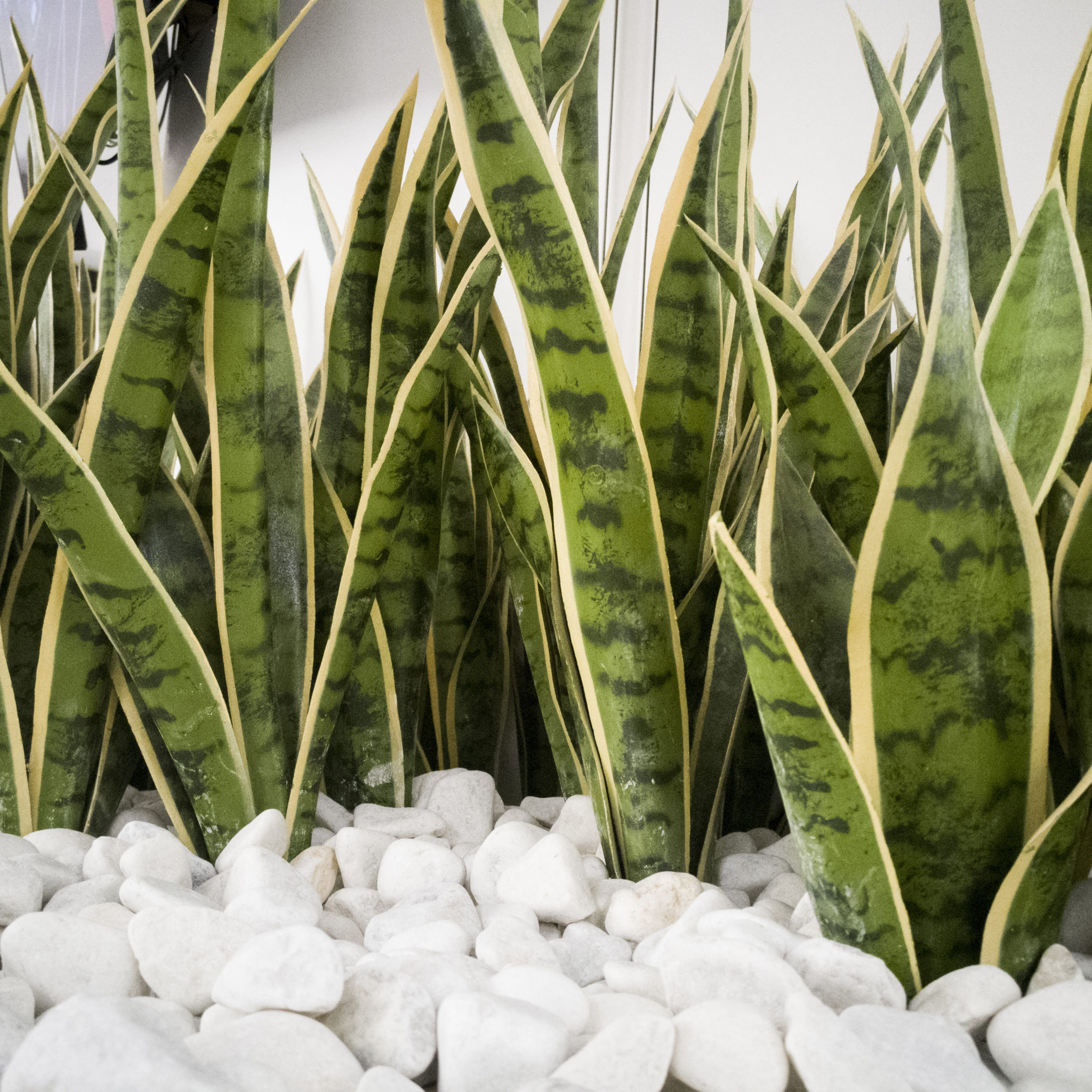 Snake Plant