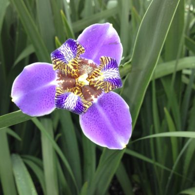 Giant Purple Iris
