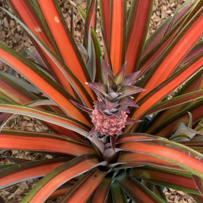 Red Spineless Pineapple