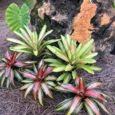 Mix and Match Bromeliads for All Year Color