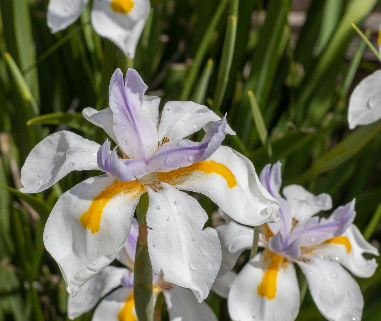 african-iris