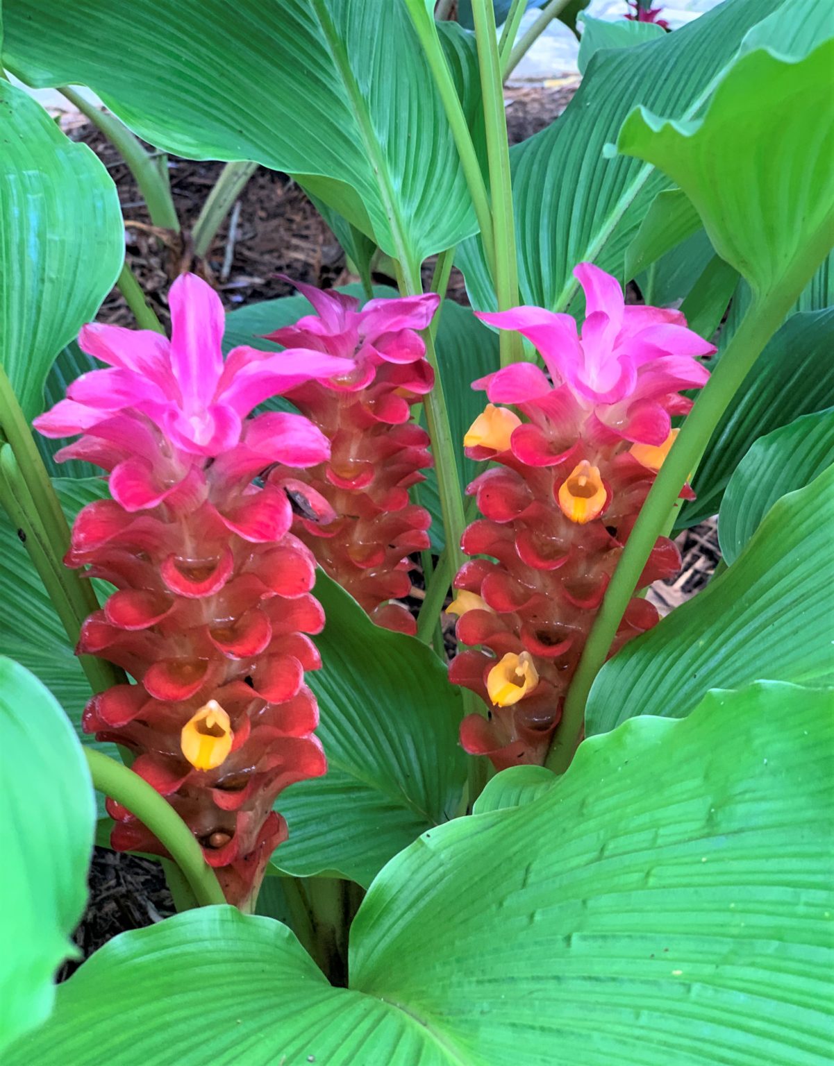 Curcuma