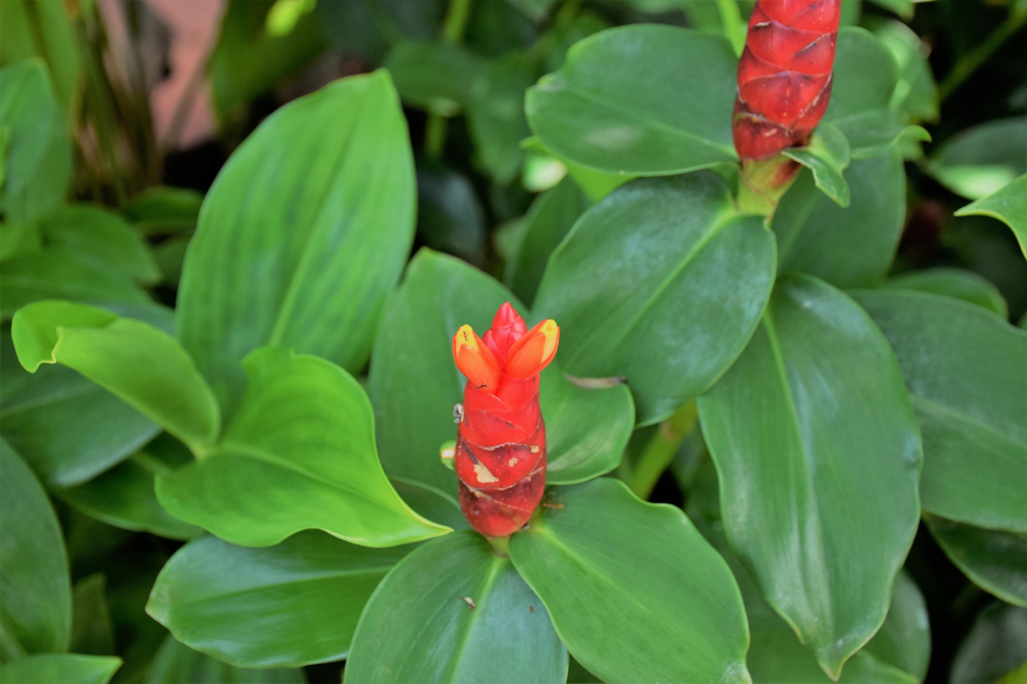 can red button ginger grow in full shade