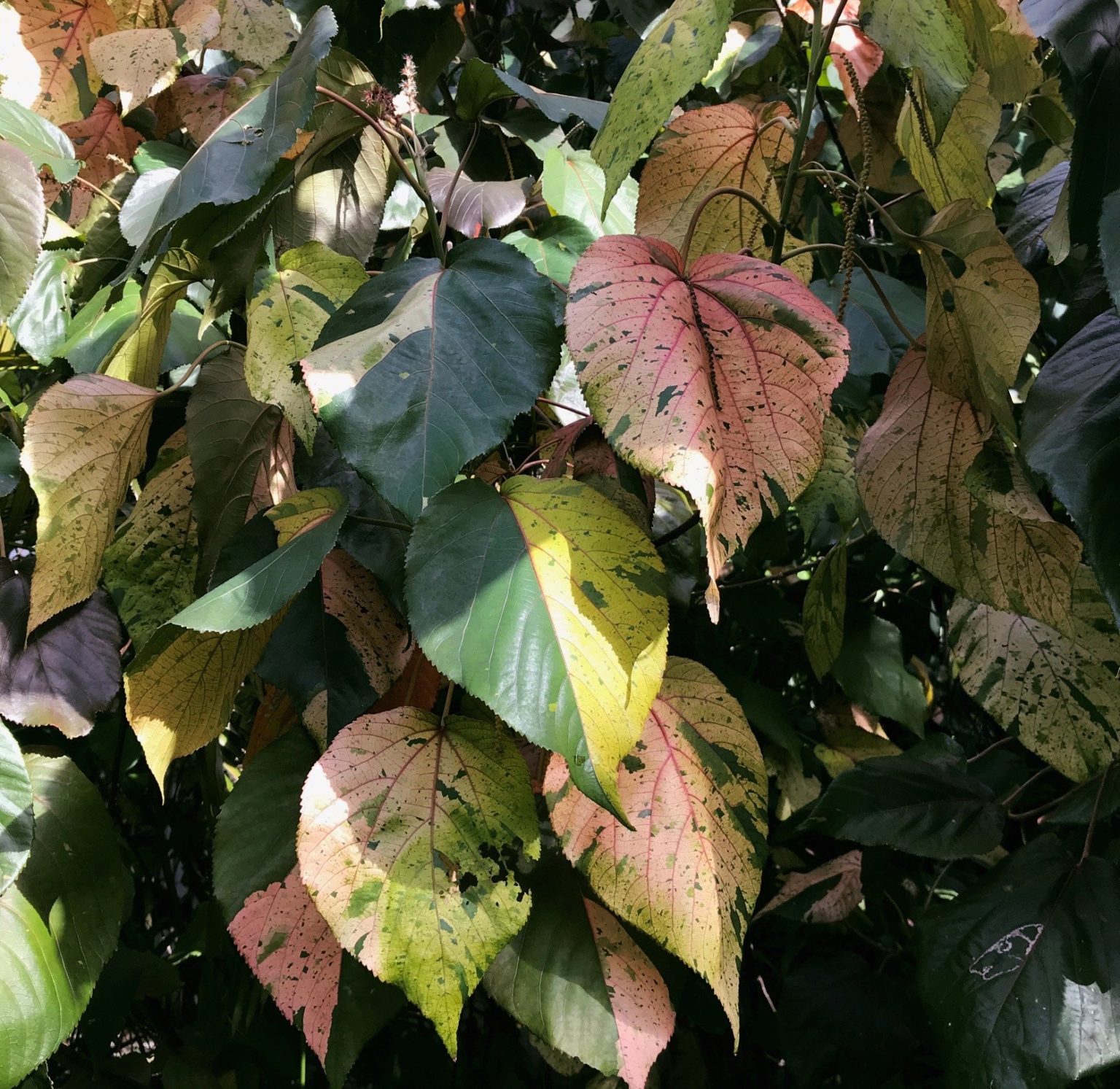 copperleaf-plant