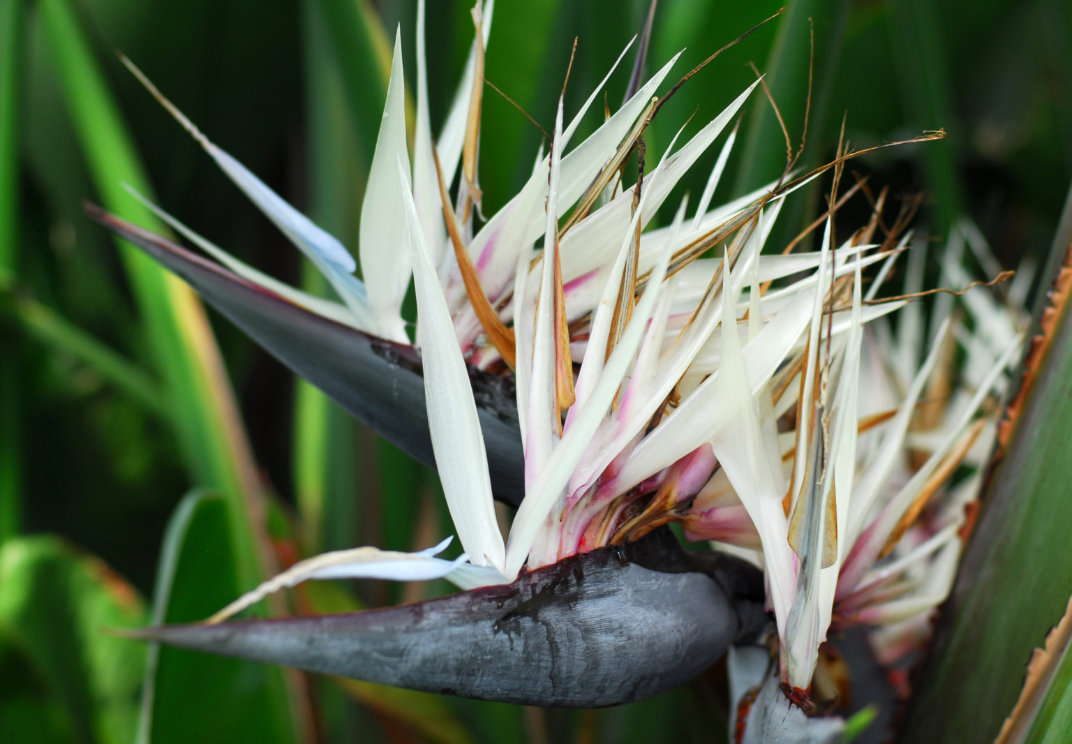 White Bird of Paradise