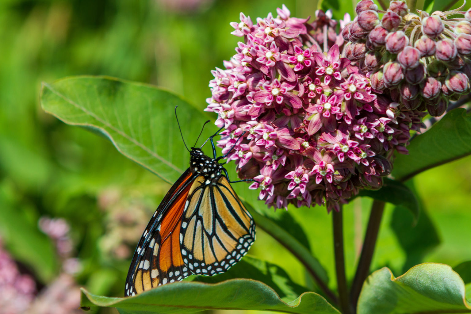 Milkweed