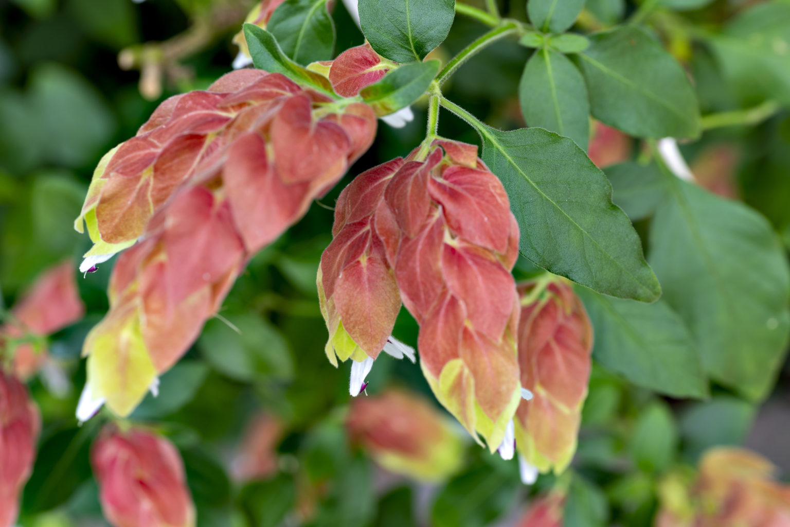 Shrimp plants in florida