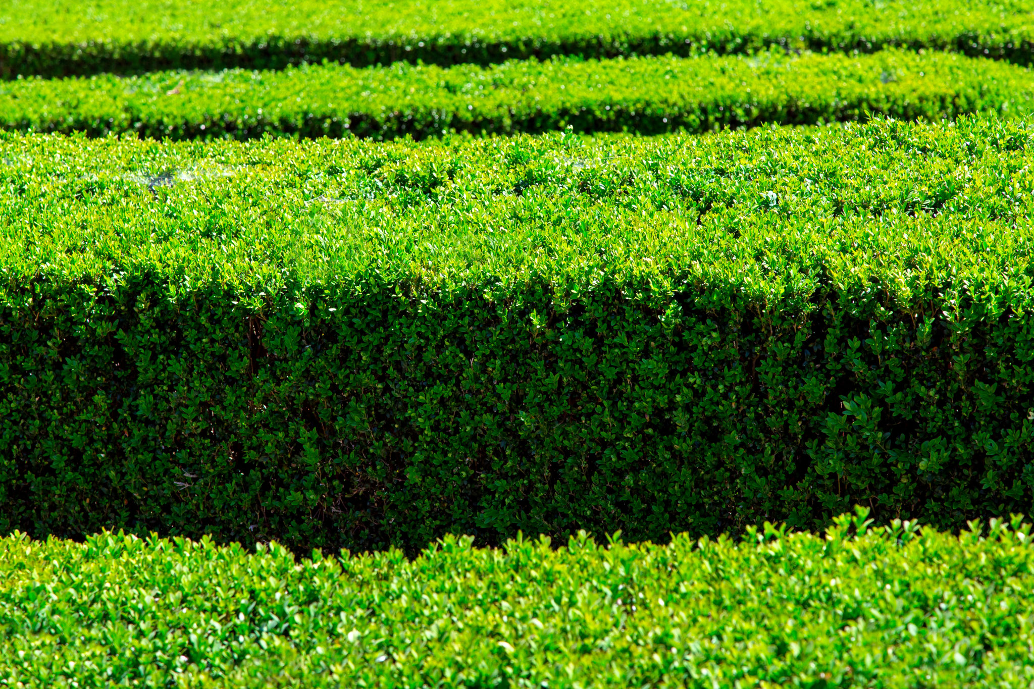 Japanese Boxwood