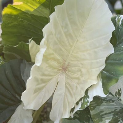 Nature’s Way Farms launches new rare Alocasia Dawn in honour of their founder