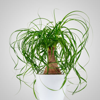 Ponytail Palm Care: How To Help This Wild-Haired Succulent Thrive