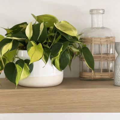 How to Plant and Care for Philodendron