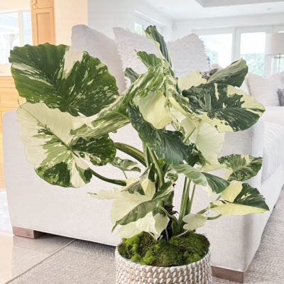 Nature’s Way Farms Launches New Rare Alocasia Dawn in Honor of Their Founder