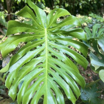 Philodendron